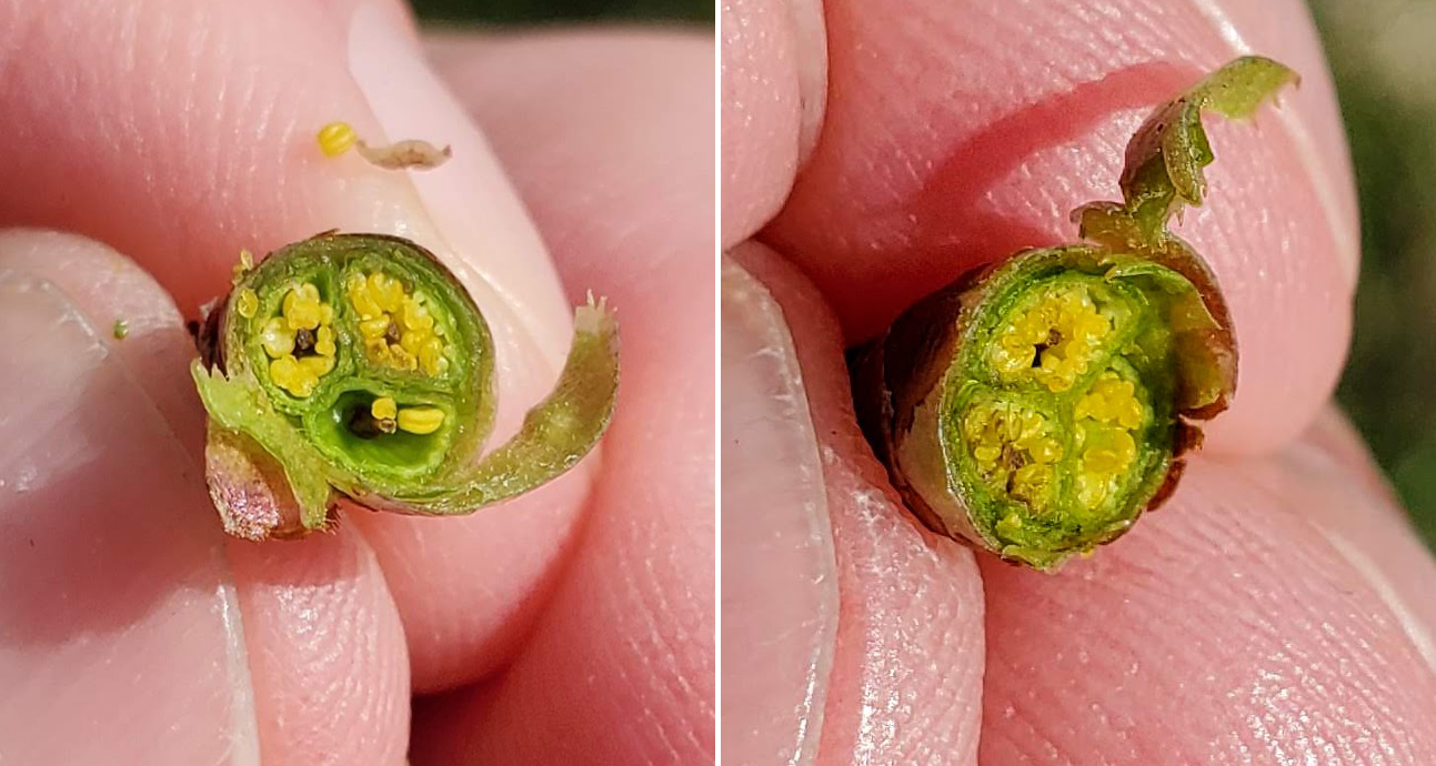 Montmorency cherries